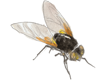 Mésembrine du midi / © Denis Clavreul