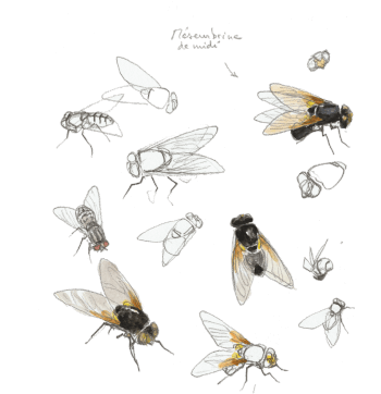 Mésembrines du midi / © Denis Clavreul