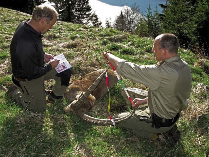 Mesure de l'espacement entre les cornes de bouquetin. Les bouquetins serait-il consanguins ?
