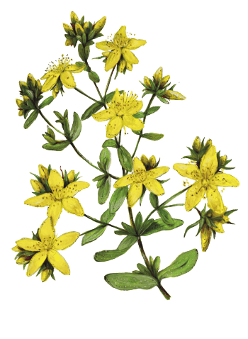 Jardinez avec le soleil