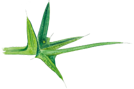 L’œuf de belle-dame est vert et présente 12 à 15 côtes qui ne se rejoignent pas au sommet. A l’instar de son cousin vulcain ou amiral, la vanesse des chardons pond ses œufs isolément et non en amas de plusieurs dizaines comme le font le paon de jour ou la petite tortue. / © Sylvain Leparoux