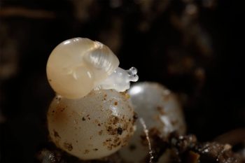 Miracle sous terre (bis !): Une à trois semaines après la ponte, de minuscules colimaçons se glissent hors de leur coque. Dévorer les œufs un peu en retard augmente leurs chances de survie. Miracle sous terre (bis !): Une à trois semaines après la ponte, de minuscules colimaçons se glissent hors de leur coque. Dévorer les œufs un peu en retard augmente leurs chances de survie.