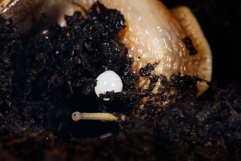 Miracle sous terre: Escargot petit-gris en pleine action. Le corps se gonfle, le muscle se dilate, l’orifice s’entrouvre et un nouvel œuf fait son apparition. Les folles journées de l'escargot