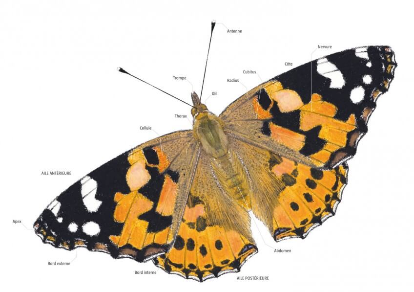 Naissance d'une vanesse, le papillon belle-dame