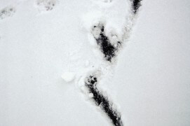 Sur le bord du lac gelé, la piste est perturbée, que s’est-il passé ? Le renard a glissé puis est reparti sur le côté. Quelque chose l’aurait fait dévier, l’odeur d’une proie ?