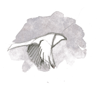 Moineau domestique / © Federico Gemma