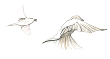 Moineau domestique / © Federico Gemma