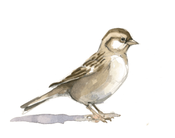 Moineau domestique / © Federico Gemma