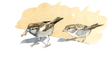 Moineau domestique / © Federico Gemma