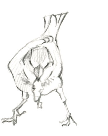 Moineau domestique / © Federico Gemma