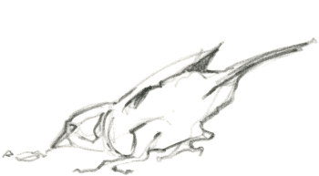 Moineau domestique / © Federico Gemma