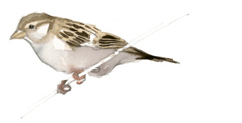 Moineau domestique / © Federico Gemma