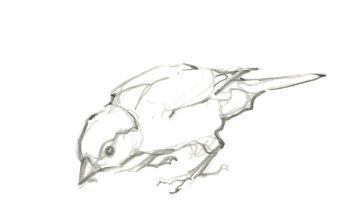 Moineau domestique / © Federico Gemma