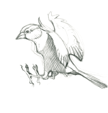 Moineau domestique / © Federico Gemma