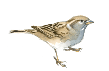 Moineau domestique femelle / © Federico Gemma