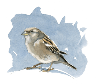 Moineau domestique femelle Un instant en terrasse avec les moineaux, par Federico Gemma