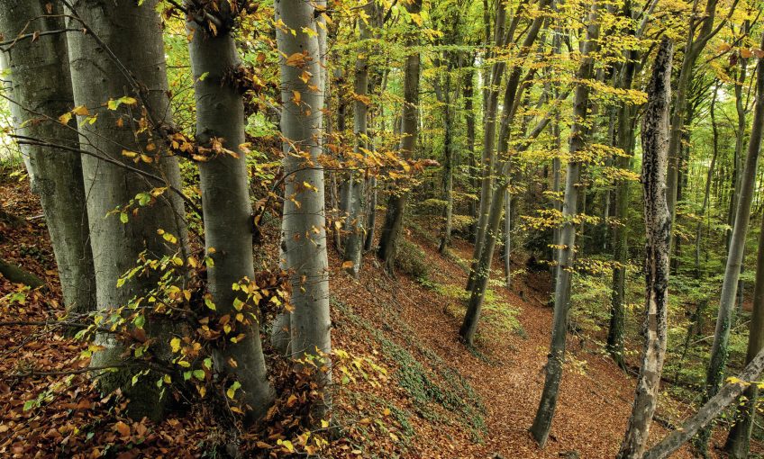 Secrets et histoires à propos du hêtre