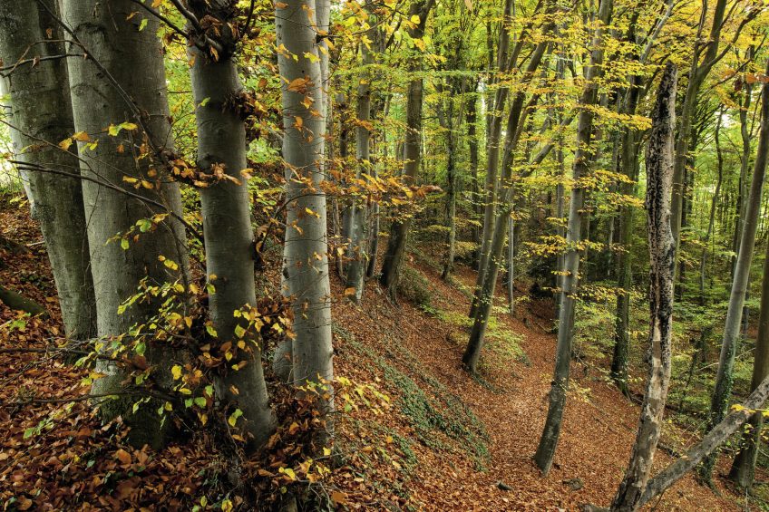 Hêtraie Secrets et histoires à propos du hêtre