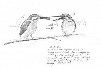 Monsieur et Madame Martin-pêcheur se font la cour. / © Jean-Philippe Paul