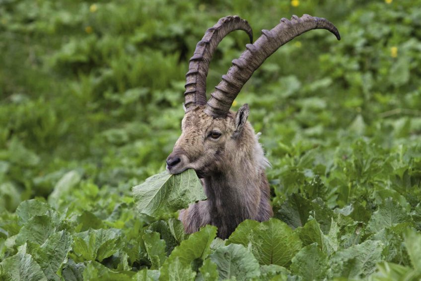 Le bouquetin, ruminant des sommets