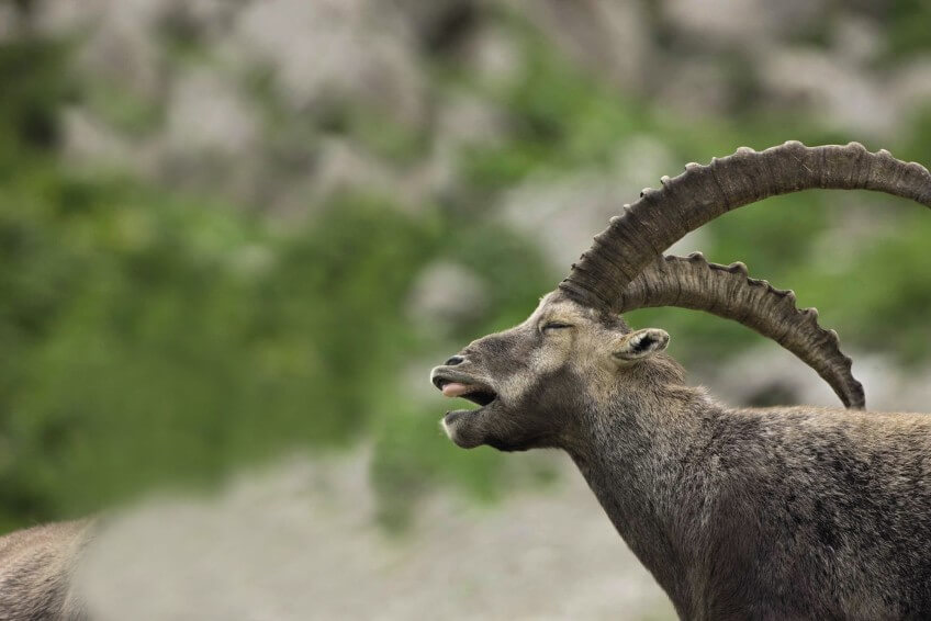 Chez le bouquetin, pas de dents chez la mandibule supérieure ! Le bouquetin, ruminant des sommets