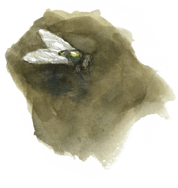 Mouche / © Denis Clavreul