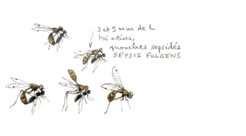 « Mouches sepsidés, Sepsis fulgens. Très actives. » / © Denis Clavreul