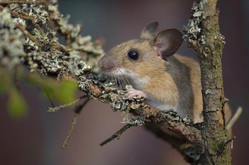 Mulot à collier, Apodemus flavicollis Les habitants et les visiteurs du hêtre
