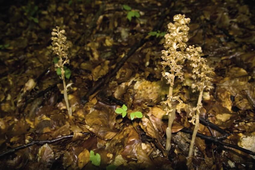 Néottie nid d'oiseau, Neottia nidus-avis Les habitants et les visiteurs du hêtre