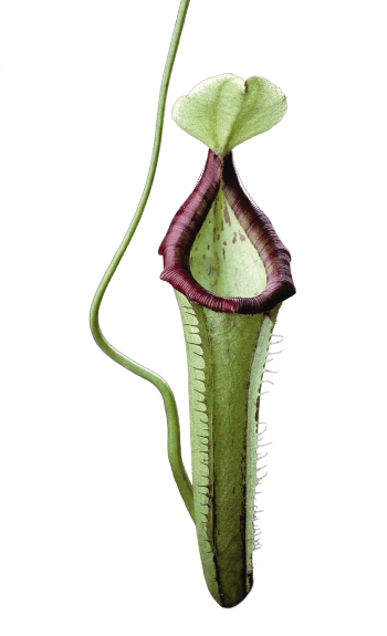 La mort par la plante carnivore