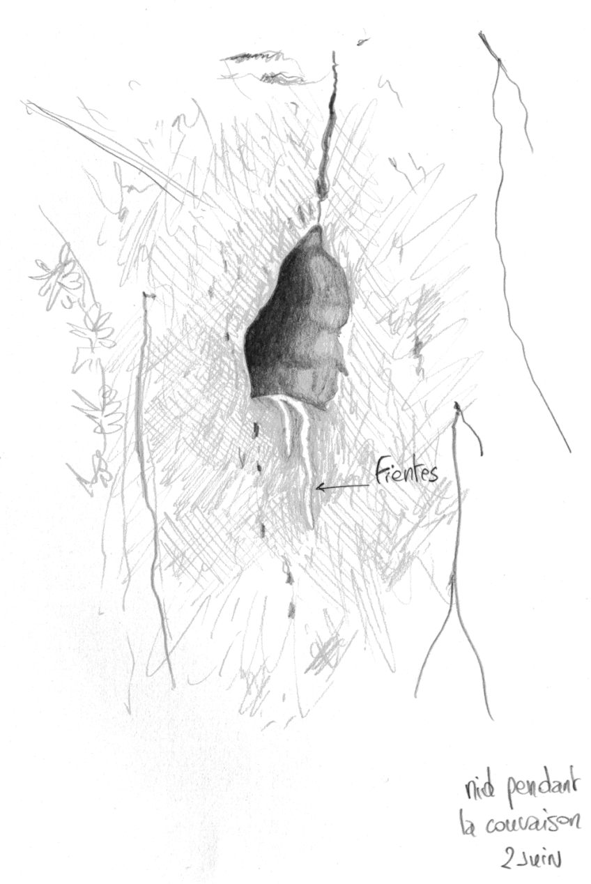 Les martins-pêcheurs se reproduisent dès l’âge d’un an. En février-mars, ils cherchent un partenaire. Si c’est un voisin ou une voisine, facile, il suffit de fusionner les territoires. Les deux membres du couple creusent une cavité dans une paroi verticale à environ
50 cm de son sommet. Elle doit être dépourvue de végétation pour ne pas offrir de prises aux prédateurs. Le trou d’entrée est à peine plus large que le corps de l’oiseau, soit
6 cm. Au bout d’un couloir de 60 à 90 cm de long se trouve la chambre du nid. Une petite dépression empêche les œufs de rouler mais aucun matériau n’est ajouté. La pièce fait aussi office de toilettes, avec système d’écoulement des fientes vers l’extérieur. A la recherche du martin-pêcheur sur la Loue dans le Jura