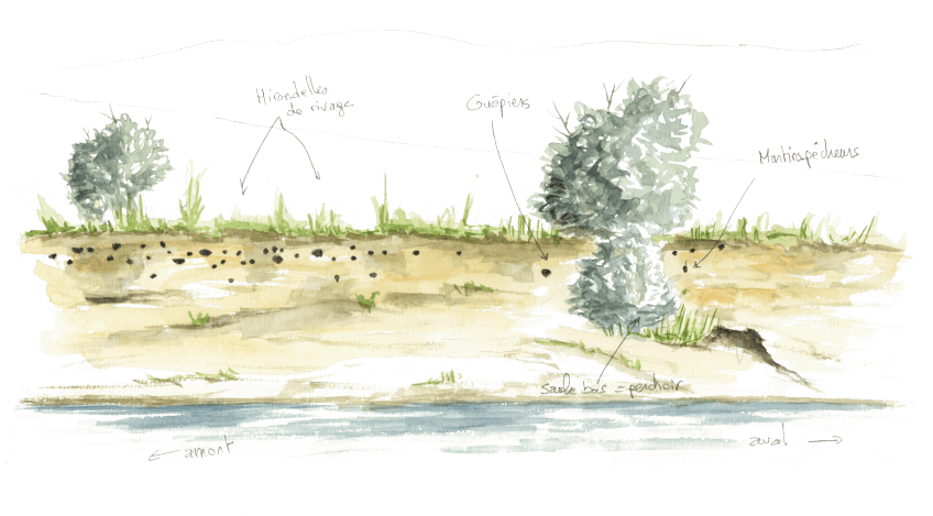 Nids d'hirondelles, de guêpiers et de martins-pêcheurs sur les berges d'un rivache. A la recherche du martin-pêcheur sur la Loue dans le Jura