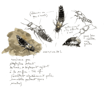 « Nombreux gros staphylins sortant des trous, se déplaçant rapidement à la surface. Très vifs. S'arrêtent régulièrement, parfois immobiles pendant quelques secontes. » / © Denis Clavreul