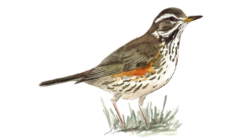 Avez-vous vu la grive mauvis ?