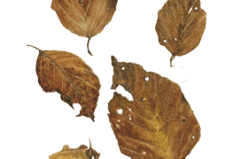 Novembre - les feuilles de hêtre perdent progressivement leurs couleurs automnales / © Jacques Rime