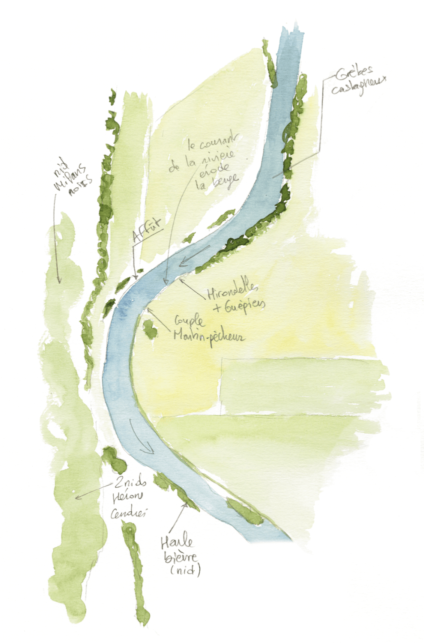 Observations ornithologiques le long de la rivière A la recherche du martin-pêcheur sur la Loue dans le Jura