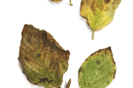 Octobre - des feuilles de hêtre sont fraîchement tombées / © Jacques Rime