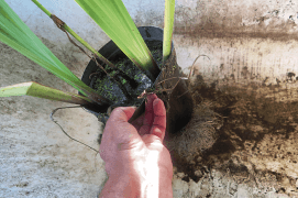 Installez les plants et les mottes.