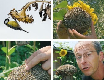 Offrir ses têtes de tournesols aux oiseaux Un tournesol planté dans son jardin pour nourrir les oiseaux