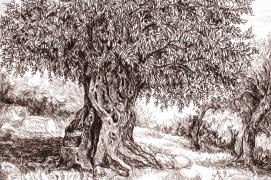 Olivier en noir et blanc sous les pastels de Pascaline Bossu / © Pascaline Bossu