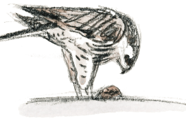 © Tsunéhiko Kuwabara