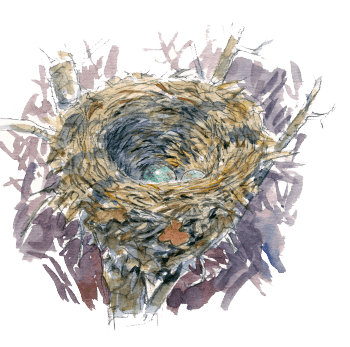 On distingue deux œufs turquoises mouchetés de brun au fond d'une coupelle bien tressée et colmatée de boue. Un nid de merle ! / © Jean Chevallier