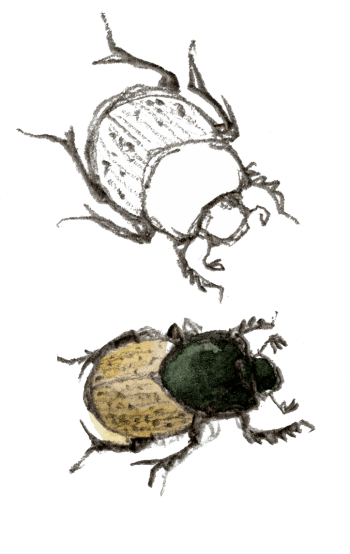 Onthophage commun Foison de vie dans les bouses de vaches
