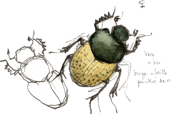 Onthophage commun, Onthophagus vacca / © Denis Clavreul