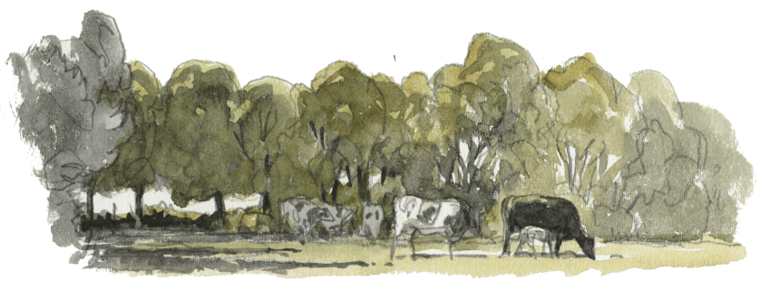 Foison de vie dans les bouses de vaches