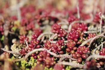 Orpin blanc / © Fleur Daugey