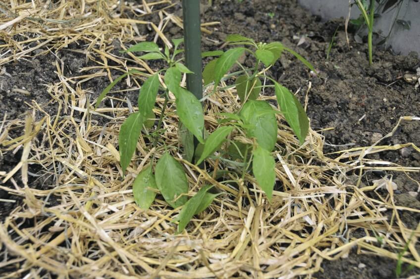 Paillage végétal Comment arroser malin
