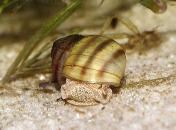 Paludine des Alpes Les escargots une diversité menacée