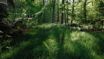Paysage sonore d'une clairière au printemps.