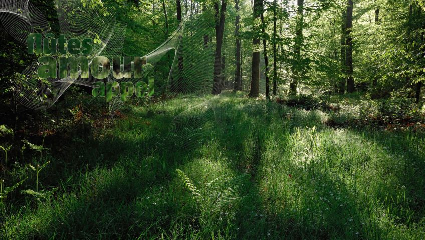 La forêt qui chante